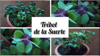 Como cuidar y reproducir 🍀OXALIS 🍀 el trebol de 4 hojas/LA PLANTA QUE ESTA DE MODA