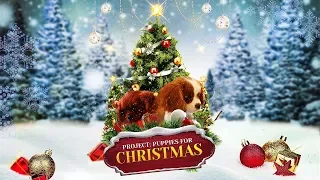 Project: Puppies for Christmas TRAILER | 2019