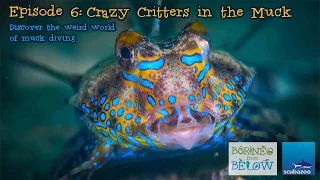 Crazy Critters: Muck Diving in Mabul | Borneo from Below (S01E06)