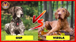 German Shorthaired Pointer Dog vs Hungarian Vizsla Dog - DogDingDa