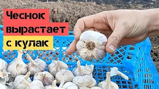 Поздняя посадка озимого чеснока / Головки вырастают с КУЛАК / Огород дяди Вовы