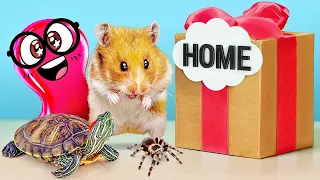 How to Build Cool Homes for Hamster, Spider or Turtle