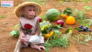 Farmer BiBi harvest fruit at the farm