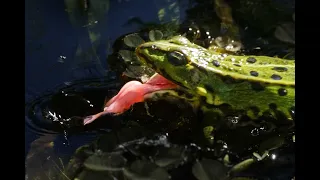 Frogs in Slow Motion [3]