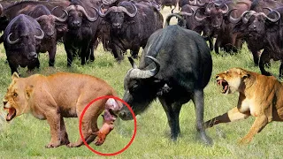 Mother Lion Gives Birth To Baby But Killed By Buffalos - Lion vs Buffalo Battle is not never