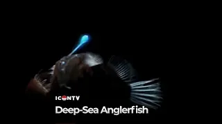 ANGLER FISH