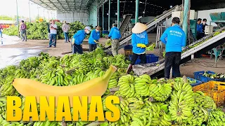 Banana Farming & Processing - Start to Finish