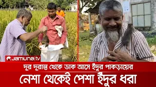 ইঁদুর নিধনে বাজিমাত; বালু আর পাইপের ফাঁদ পেতে ধরছেন আনোয়ার | Rat Man | Jamuna TV