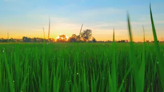 วีดีโอทุ่งนาสวยๆ บรรยากาศยามเย็น :video (beautiful rice fields)