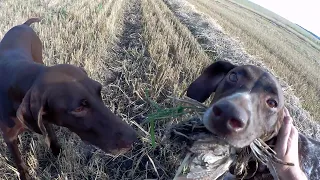 ОХОТА на ПЕРЕПЕЛА с ЛЕГАВЫМИ СОБАКАМИ. Синхронная работа КУРЦХААРОВ. Рецепт приготовления перепела!