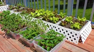 Container GARDEN How to Start Vegetable SEEDS gardening tomato patio deck grow best varieties