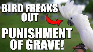 [TRIGGER WARNING] COCKATOO HEARS SINNERS PUNISHED IN GRAVE?!