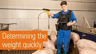 OptiScan | The mobile pig scales