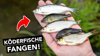 Köderfische mit der Stipprute fangen! 🎣 Alles was du wissen musst (inklusive Lagerung)