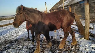 Жеребец с Кабылицей занят делом