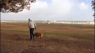 #CapeStorm won't stop Capetonians from walking dogs