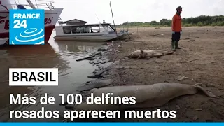 Hallan más de 100 delfines rosados muertos en el Amazonas brasileño