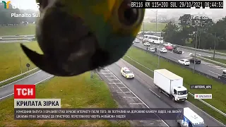Крилата зірка Інтернету: цікавий папуга з Бразилії потрапив на дорожню камеру