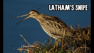 Latham's Snipe Project