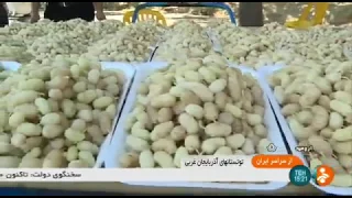 Iran White mulberry picking, Urmia county برداشت توت سفيد شهرستان اورميه ايران