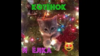 Котёнок и новогодняя елка 😻🎄| Кот на новогодней елке 😻🎄| Новогодние приколы с котами 😻🎄