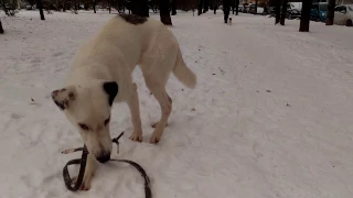 Белый Бим Чёрное ухо (White Bim Black Ear)