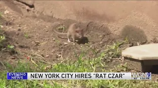 Teacher's pest: NYC hires former educator to slaughter rats