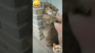 Adorable cat fight / cat reaction #shortscats #catfight