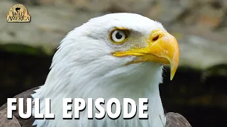 Wild America | Special E9 'Wild Wings' | Full Episode | FANGS