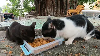 Do you like the stay cats? I happy to feed them And  happy to touch them