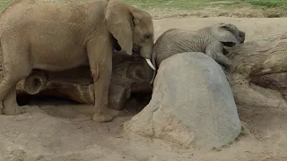 Baby Elephant Mkhaya Gets Stuck Between A Rock And A Hard Place at San Diego Zoo Safari Park