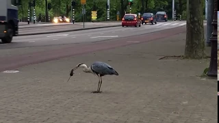 Heron kills and eats a rat - Amsterdam 2016