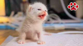 Rescue kitten, day 7, cleared up after getting ticks removed at the hospital.