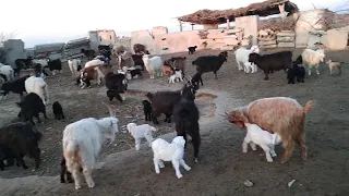 Quy va Echki 🐐!!! Biznesi