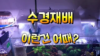 [물생활]수경재배 이런건 어때?