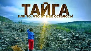 Тайга  Или то, что от нее осталось!