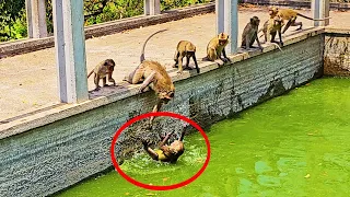 Two groups of monkeys playing in the water