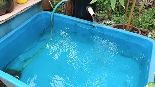 Setting kolam fiber untuk goldfish kesayangan