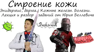 Строение кожи. Эпидермис, дерма. Кожные железы. Болезни. Лекция и разбор заданий от Юрия Беллевича