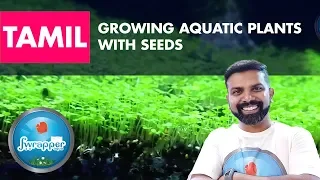 How to Make Aquarium Carpet || Growing Aquatic Plants With Seeds in Tamil