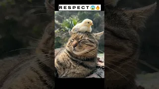 Respect