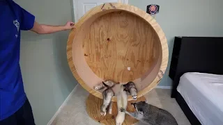 WoodWorking: Building my Pet Raccoon a Running Wheel!