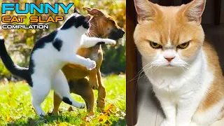 Angry and  Funny Cats - Cat Slap Compilation 😾