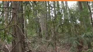 Bigfoot Filmed Knocking Down a Tree ...? (ThinkerThunker)