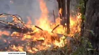 Пожар в воронежском биосферном заповеднике