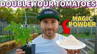 This Magic White Powder Will DOUBLE Your Tomato Harvest!