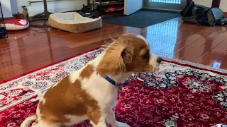 Teaching Tricks to our 4 month old Cavalier King Charles Spaniel Puppy