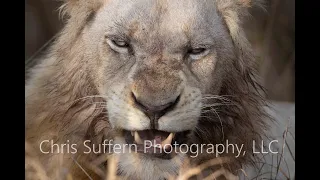 White Lions of Timbavati