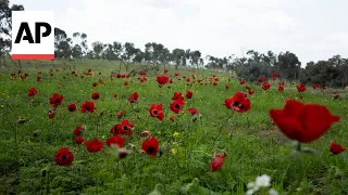 Red wildflowers bloom in Israel amid conflict