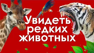 Куда поехать из Москвы на выходные? Центр воспроизводства редких видов животных